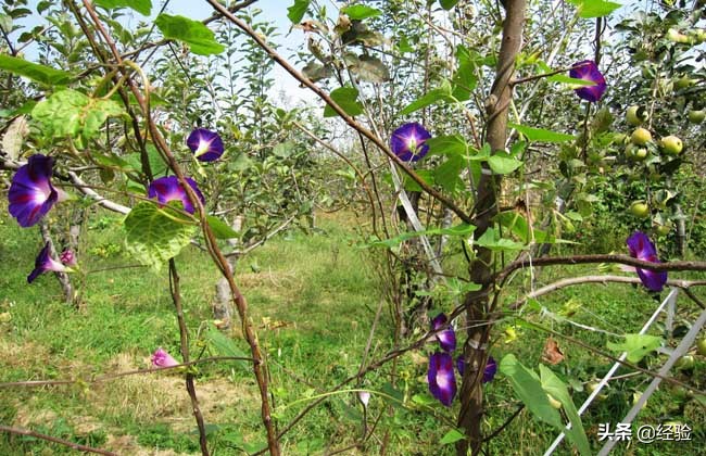 牵牛花种子怎么种植,牵牛花种子怎么种