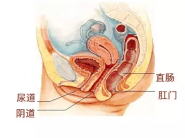 月亮杯（月经杯）小便的时候方便吗，需要拿出来？