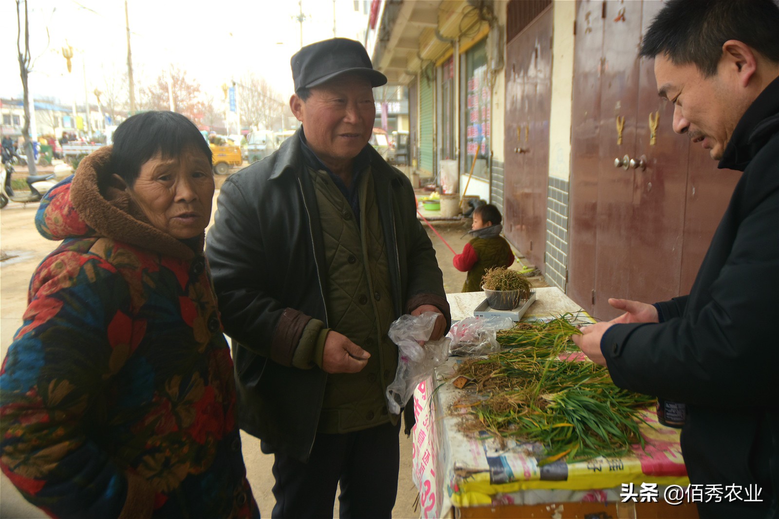 小麦刚出苗发黄怎么治,农田小麦发黄生长过程
