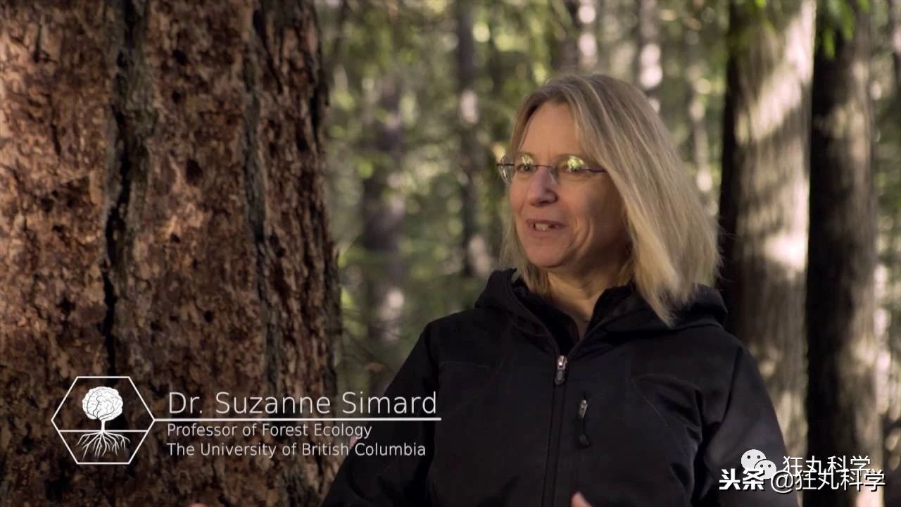 家里阳台的花,家里阳台上的绿植