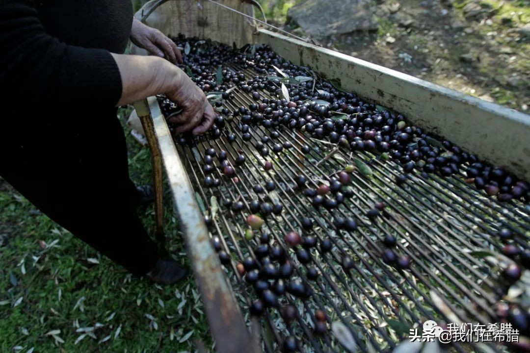 希腊和西班牙哪个橄榄油正宗好吃,西班牙和意大利为什么产橄榄油