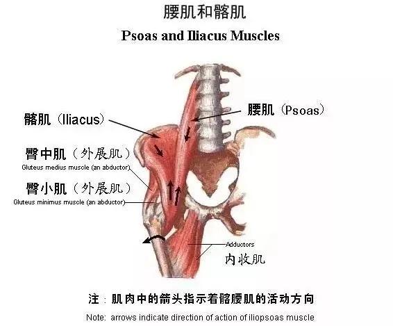 腿粗真的是基因惹的祸吗,腿粗是身体哪出问题了
