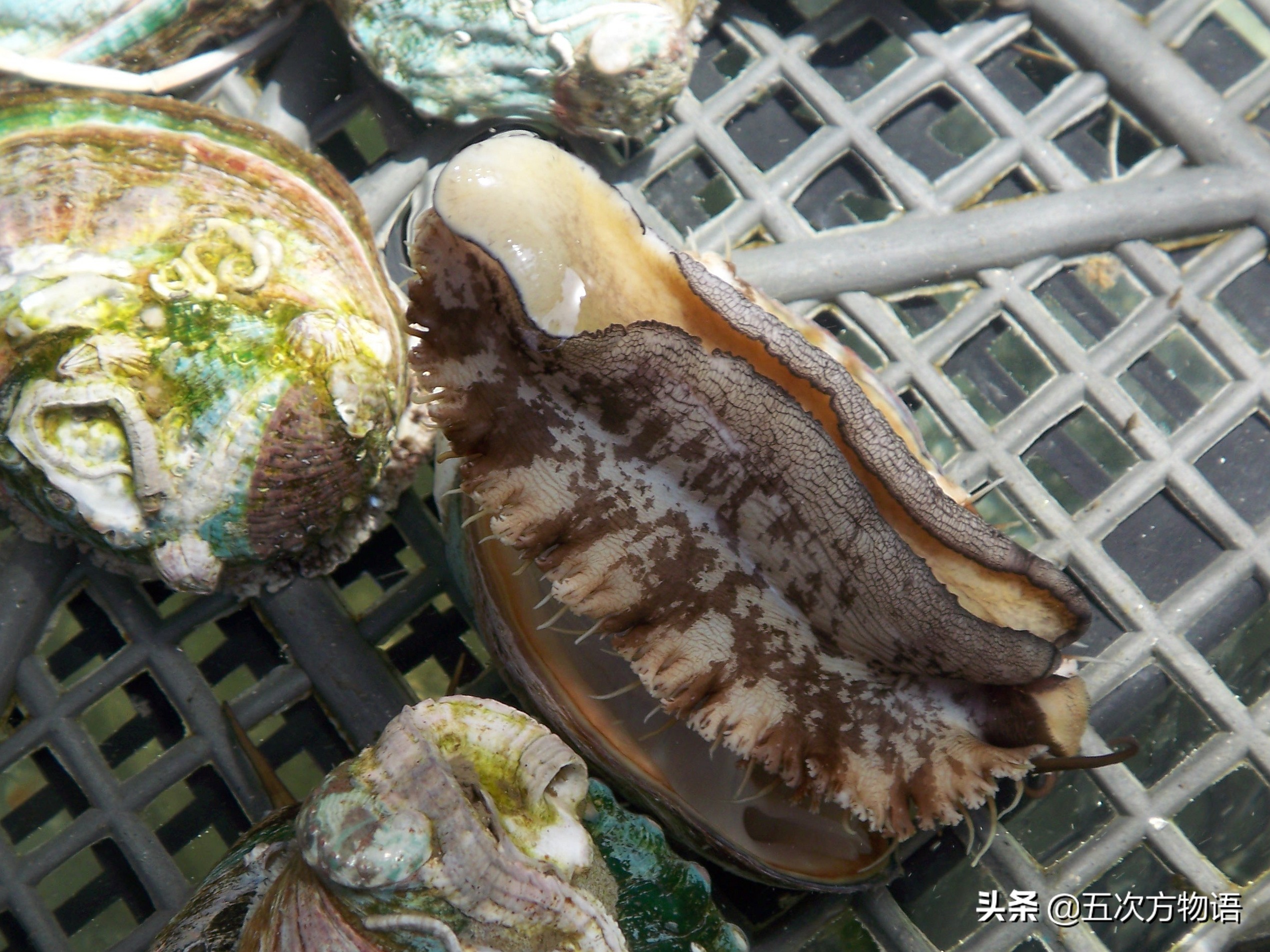 关于鲍鱼的科学知识,鲍鱼的知识和讲解