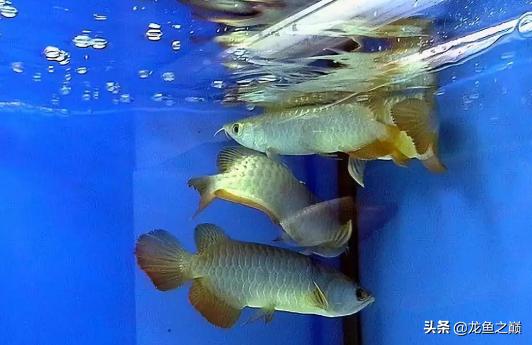 龙鱼喜欢打架,龙鱼混养虎鱼打架