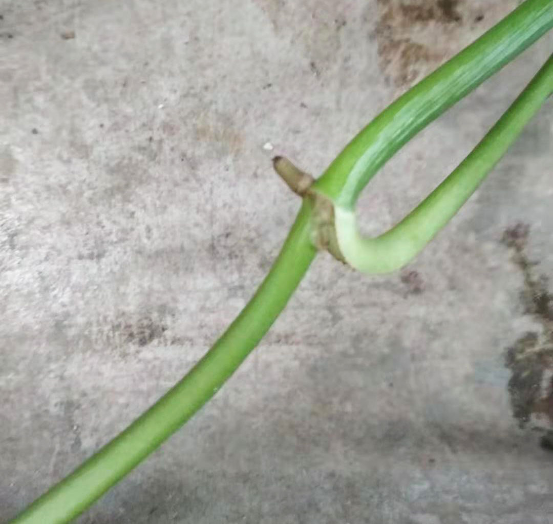 绿萝枝条上长了根，这是好事，不要乱剪，留着用处大