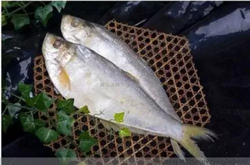 宁波一渔民整理海鲜大全,宁波最全的海鲜