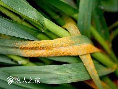 每日一课100个常识,真菌感染必备知识