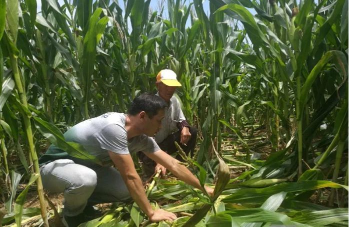 庄稼被野猪糟蹋国家要赔偿吗,野猪损坏庄稼没人赔怎么办