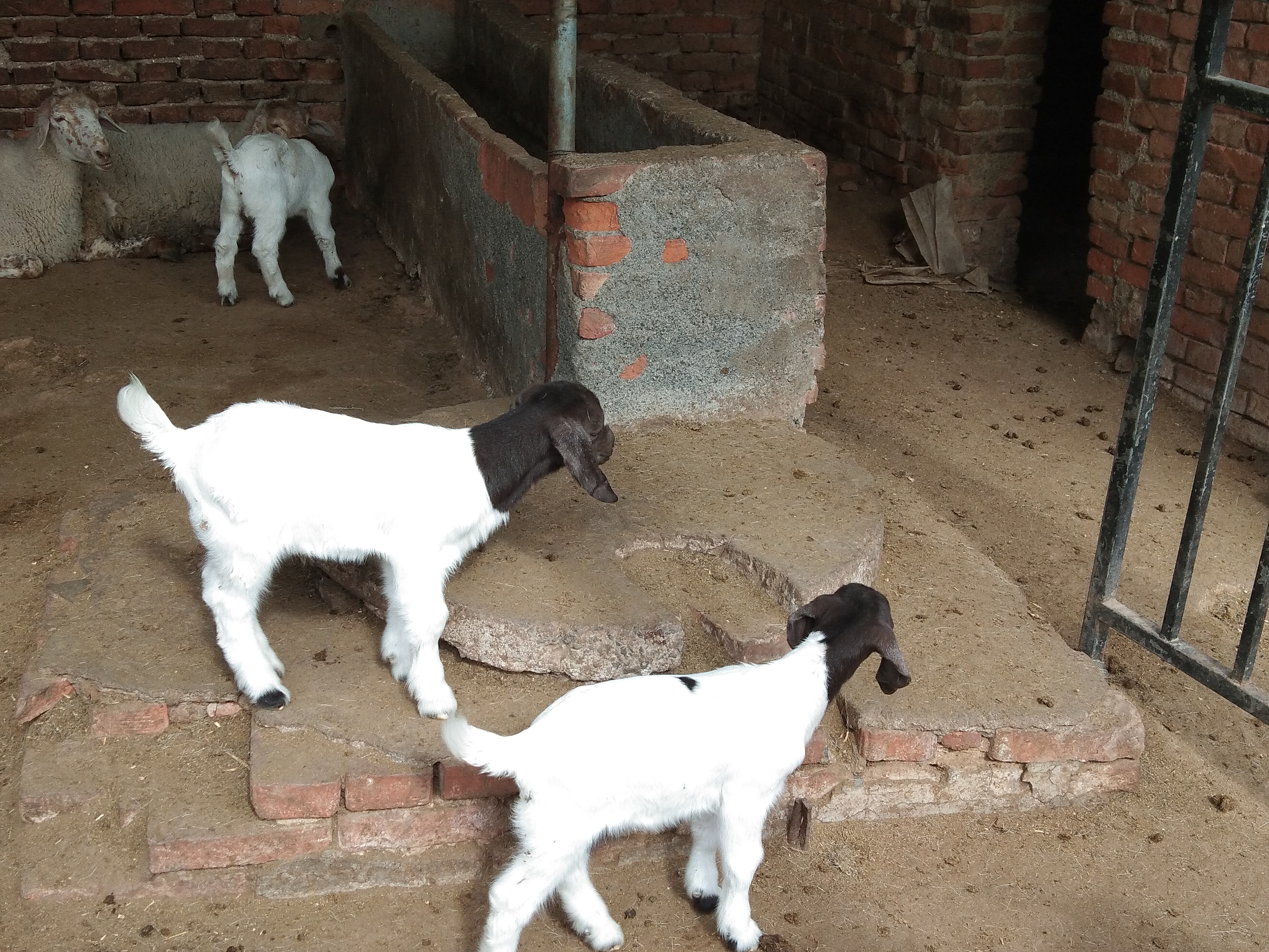 伊维菌素给羊驱虫的正确方法,羊用驱虫药伊维菌素片有用吗
