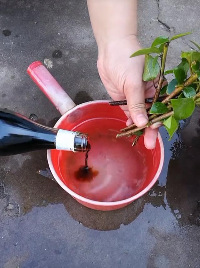 没有生根剂月季怎么扦插生根快,扦插玫瑰花没用生根剂可以生根吗