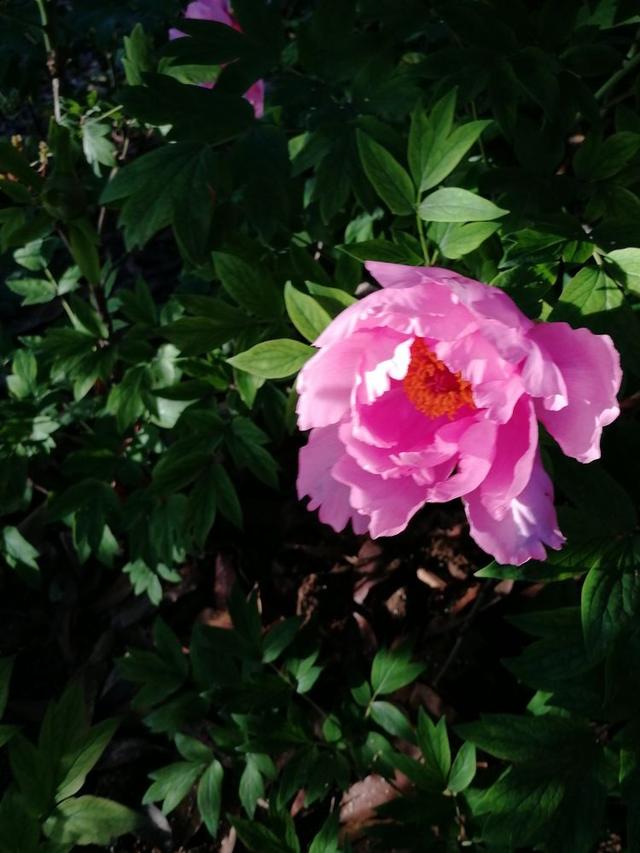 洛阳牡丹花摄影,中国牡丹花开摄影