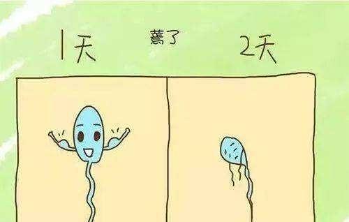 没有成功遇上卵子的那些精子都到哪里去了？看完你就涨知识了
