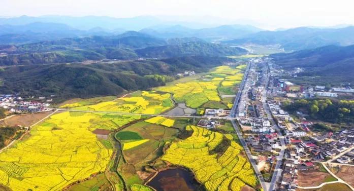 黄山踏青油菜花图片,黄山油菜花景观进入最佳观赏期