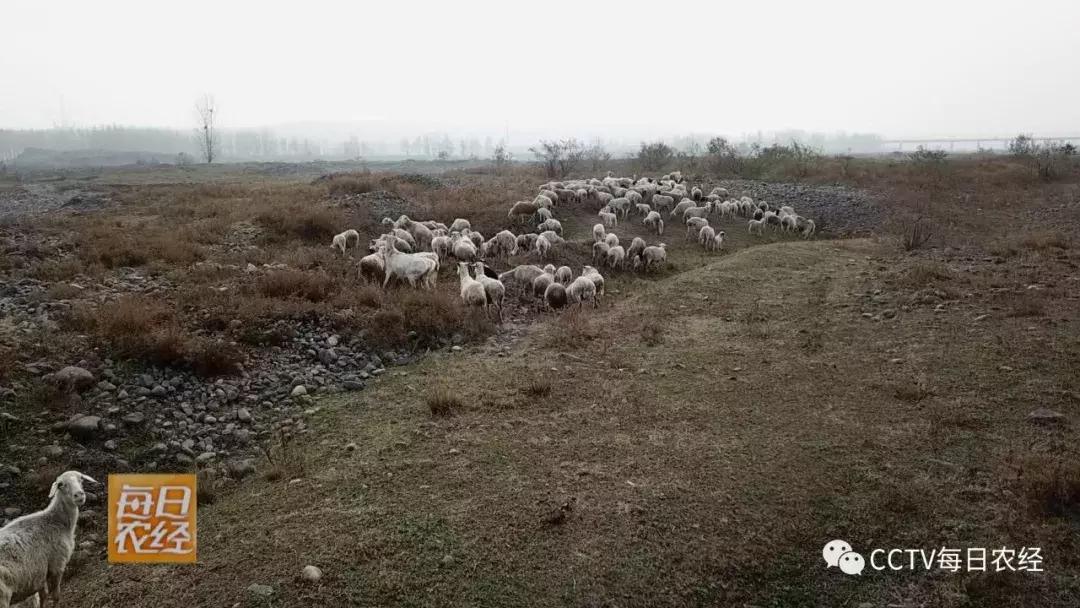 吃得了杜仲，卖的出价钱的羊