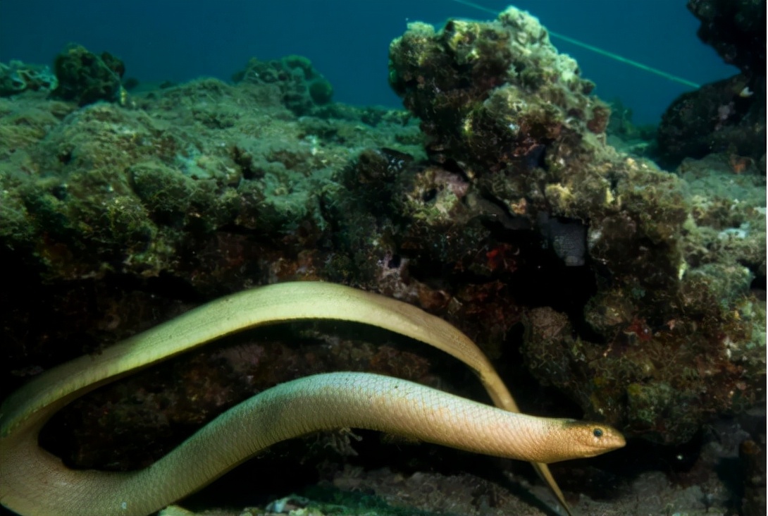 灭绝的超大巨蟒蛇,目前存活最大的蛇巨蟒