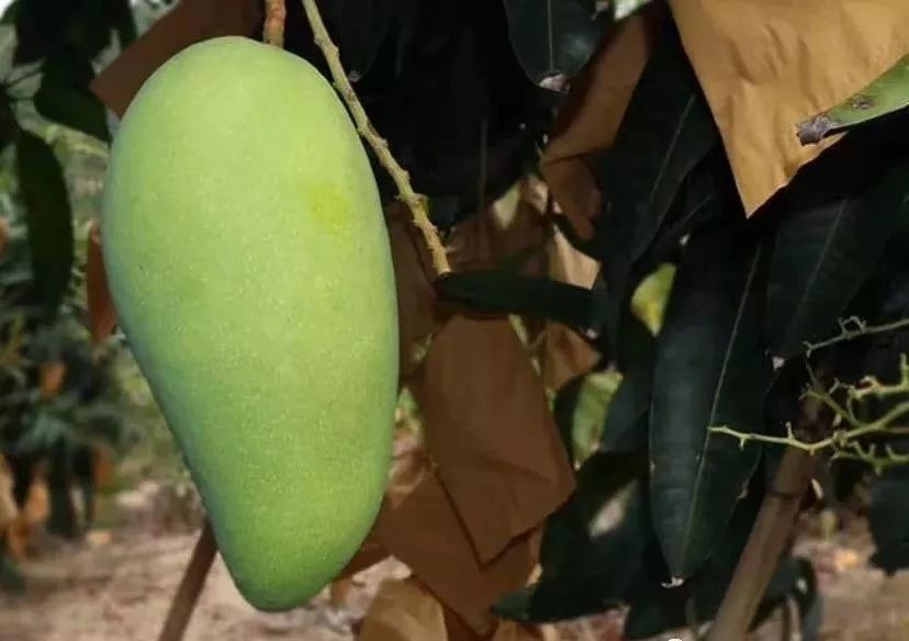 越南大青芒芒果中的巨无霸,越南大青芒泰国酸脆青芒果