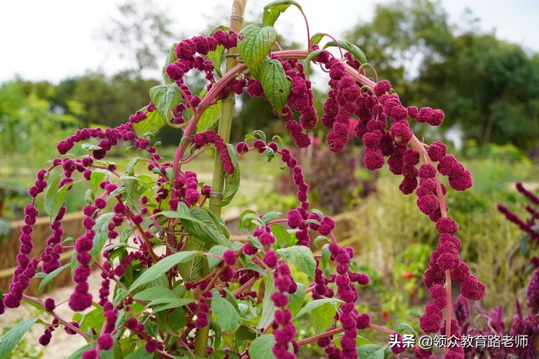 为了写文章我吃了霉苋菜梗,打算申请个工伤