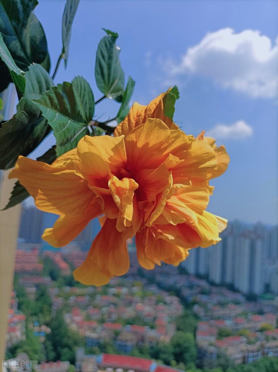 扶桑如何才能养好,扶桑为什么不能在家里养