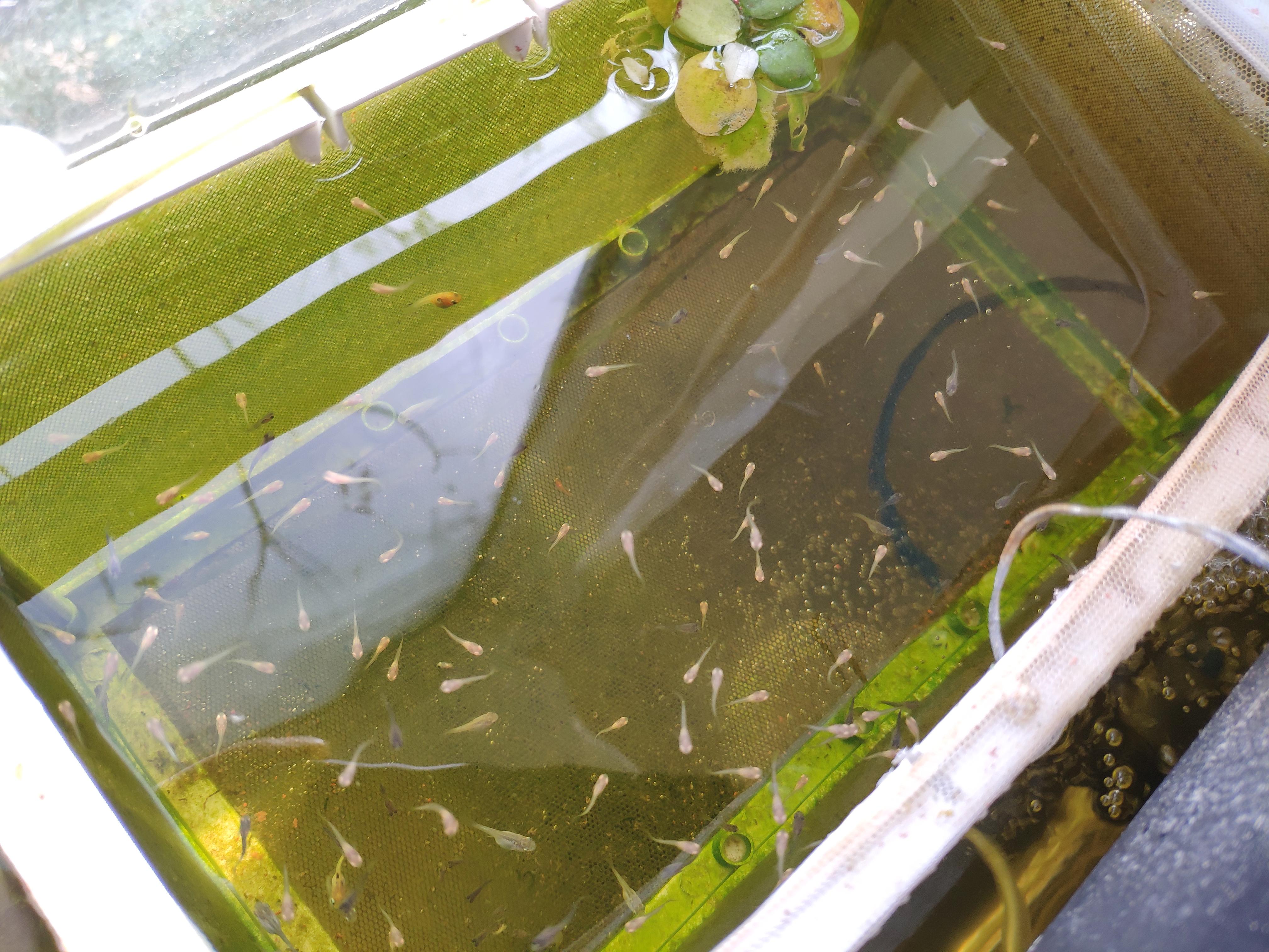 养鱼的技巧和方法新手入门,养鱼有哪些必须学会的技能和方法