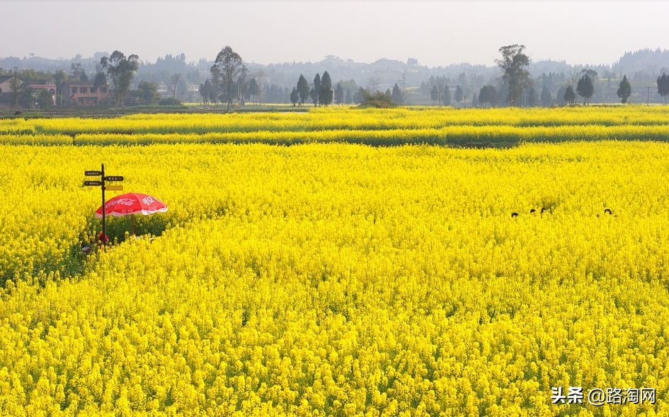 2月看油菜花3月看樱花,去城里看樱花去农村看油菜花