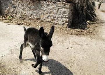 养驴需要先养草吗,养驴是为了吃肉还是干活啊