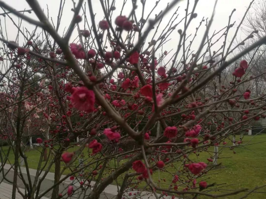 阴雨连绵久未睛,到室外寻找春天