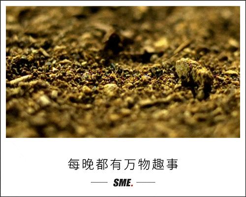 为什么不反感石楠花的味道,石楠花为什么是生命的味道