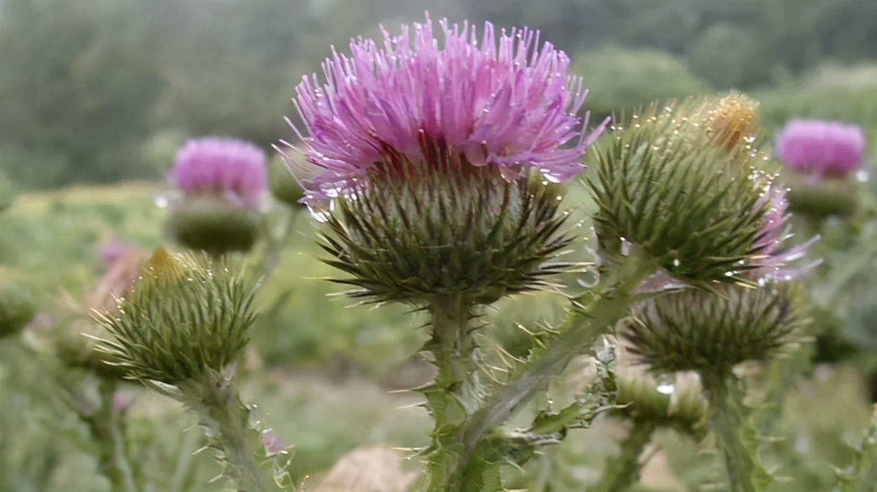100秒面膜好用吗,面膜100天测评