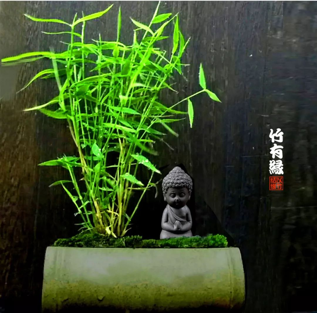 《竹子浇水宝典》竹子浇水是门大学问!