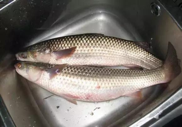 渔民海鲜大全,渔民整理的海鲜河鲜大全