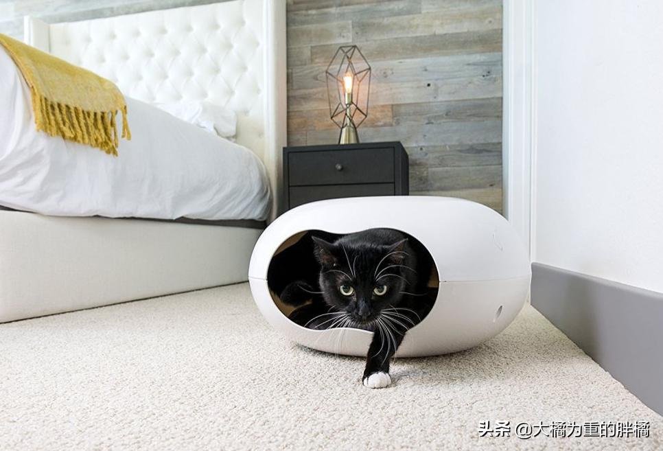 猫咪一到晚上就呕吐怎么办,猫咪晚上闹腾怎么解决