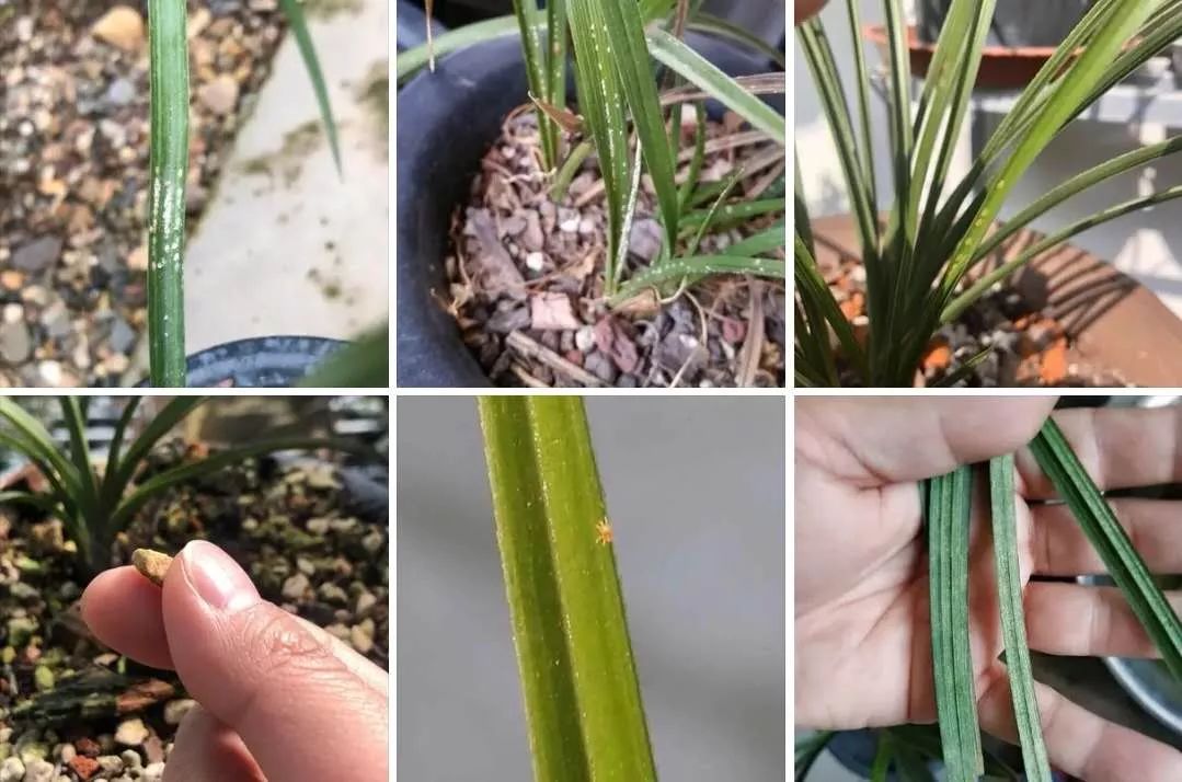草履蚧预防季节,防窥膜看久了眼花