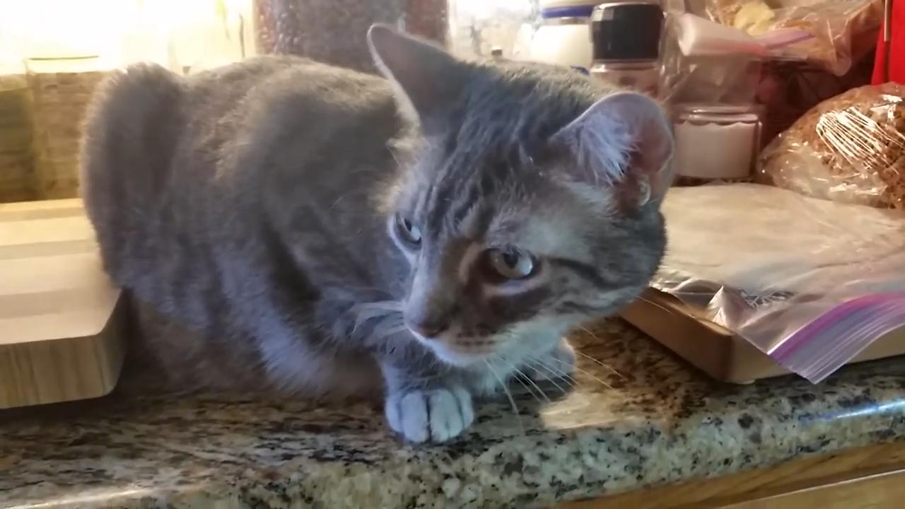 猫咪喜欢在塑料上尿尿怎么办,猫咪吃了一小块塑料怎么办