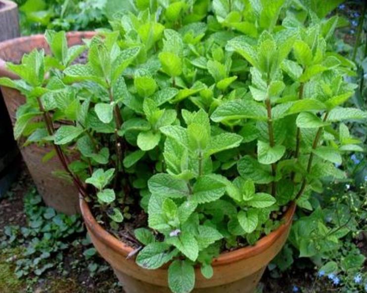 薄荷剪了一节插土里怎么活不了,薄荷剪下来直接摘能不能存活