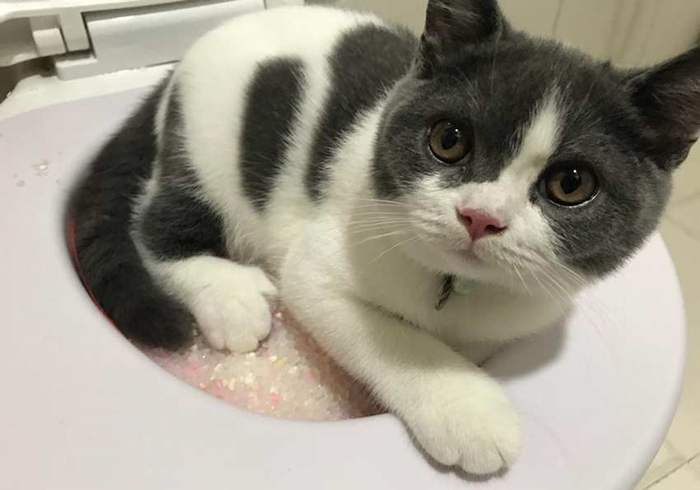 明明驱虫了但为什么还有蜱虫,猫咪得了毛滴虫主人要怎么防