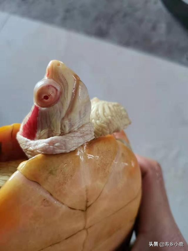 巴西龟到底有什么,巴西龟真的不值钱吗