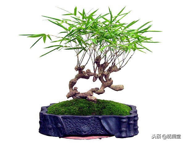 丛林式盆景欣赏,盆景欣赏及制作