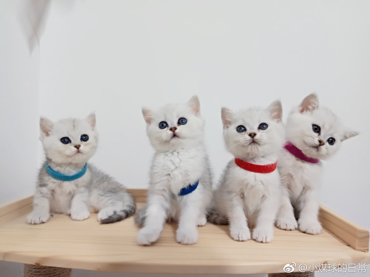 宠物医院到底坑不坑老李,成都不坑的宠物医院