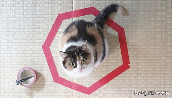 怎么消除猫咪对主人的恐惧,提高猫咪“社交能力”的方法