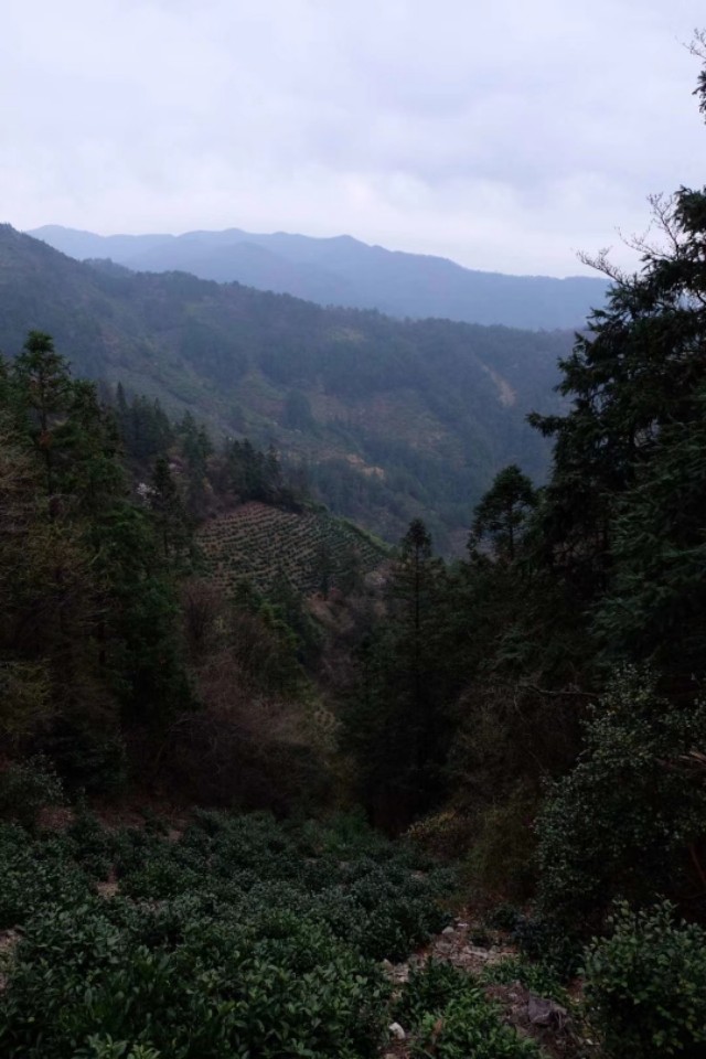 黄山毛峰的了解,了解黄山毛峰