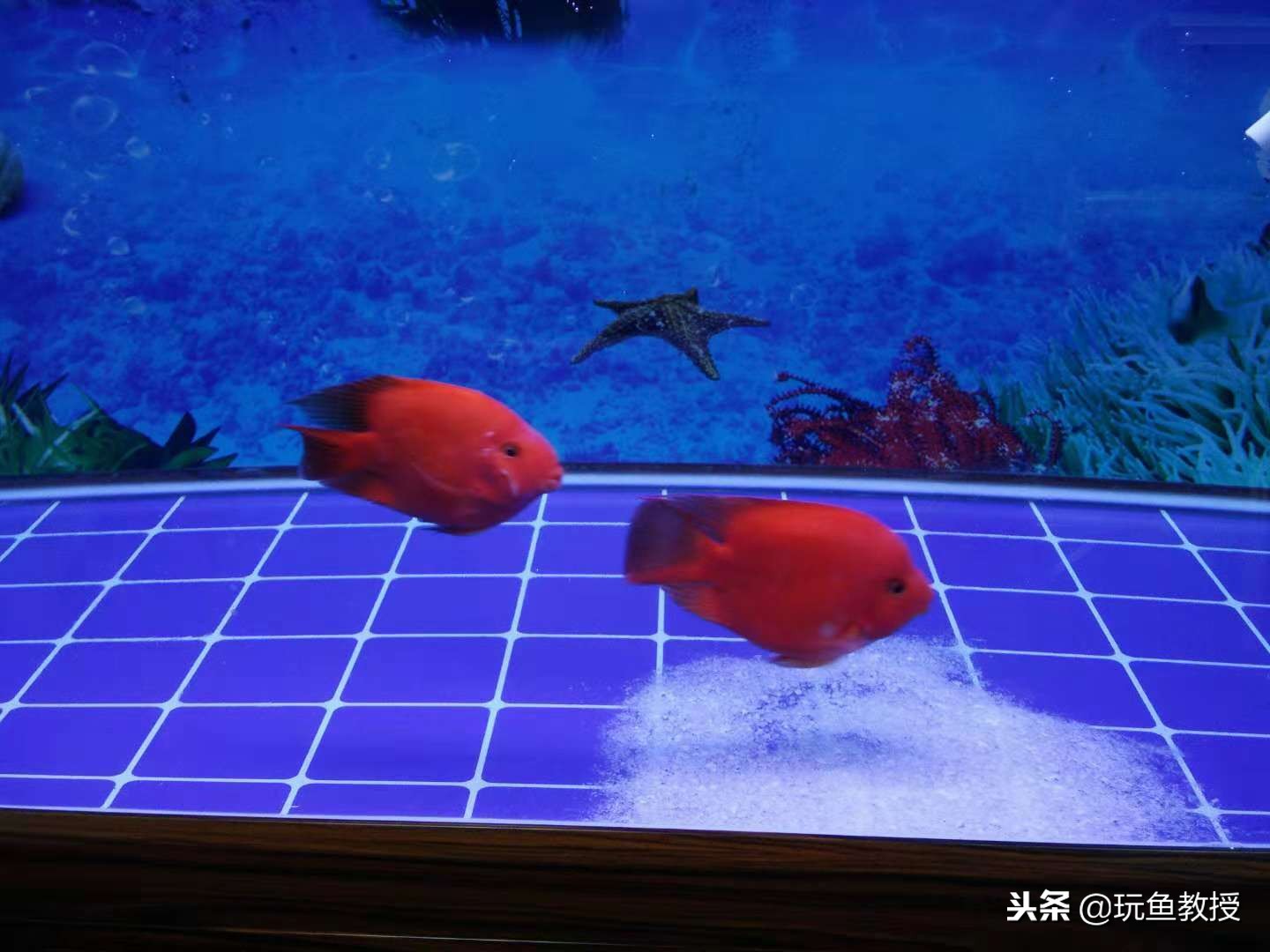 鱼缸里加盐孔雀鱼死了,鱼缸加盐会杀死绿藻吗