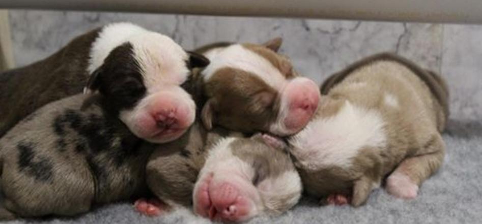 小狗在狗妈妈肚子里发育全过程,狗妈妈肚子里面有小狗宝宝