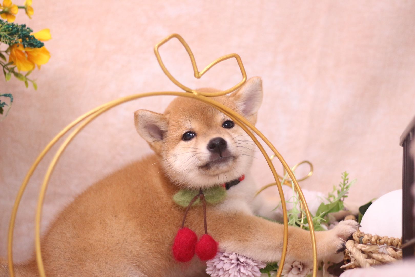 购买柴犬需要哪些标准,买柴犬需要注意哪几点