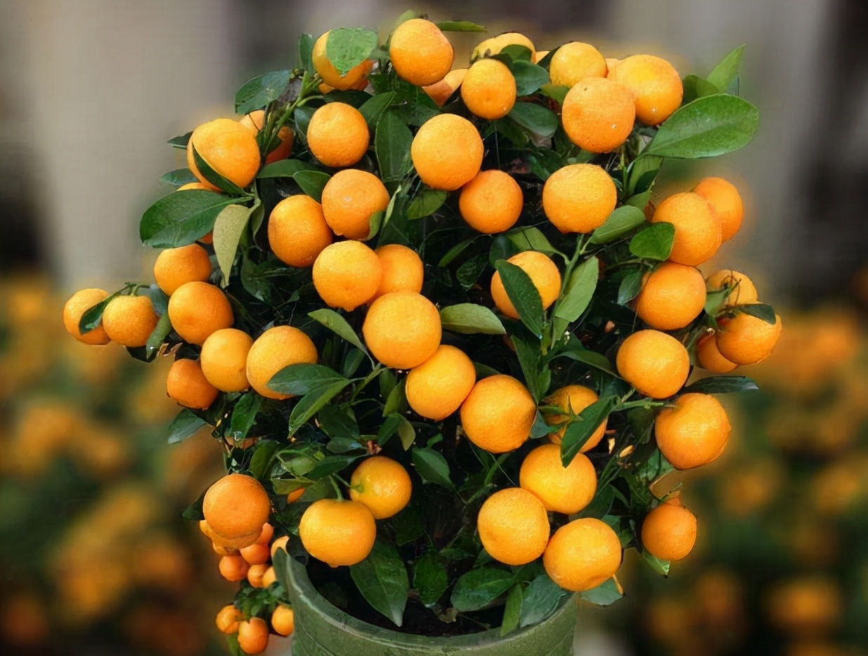 吉祥果盆景养殖方法,盆栽富贵果怎么养