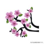 成人看图学英语之各种类型的花