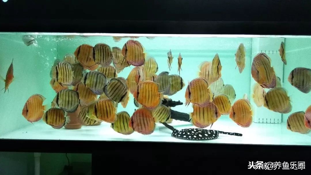 这位土豪家的渔场，光滤材就花了500多万，你确定不要见识一下？