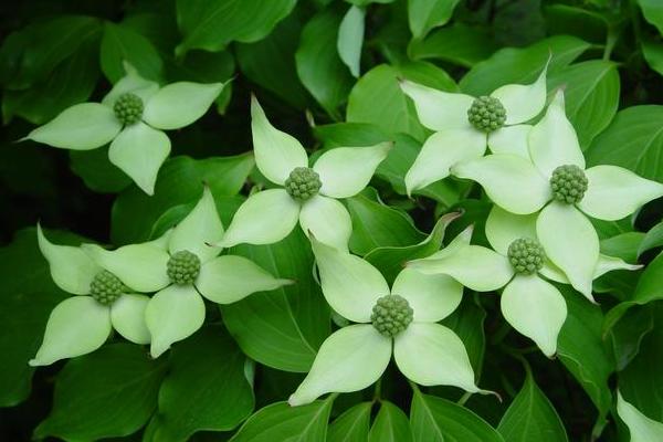 五月寻花地图:在北京,哪里能赏到四照花?