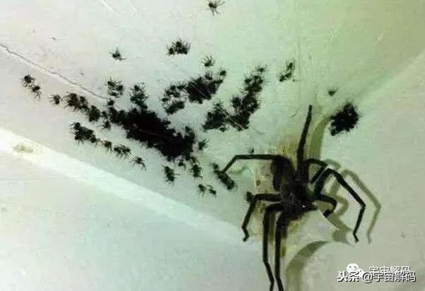 15张照片证明蜘蛛才是地球上最恐怖的生物