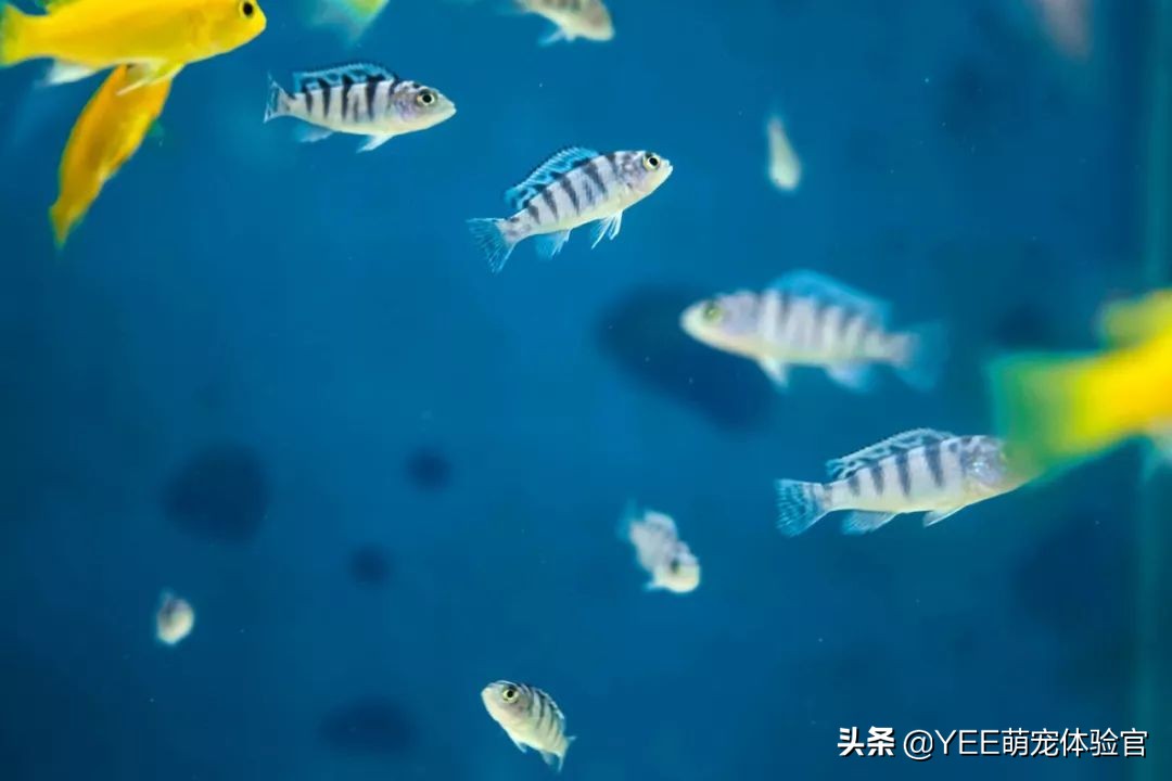 网购观赏鱼需要注意的几点事项,网上购买观赏鱼的危害