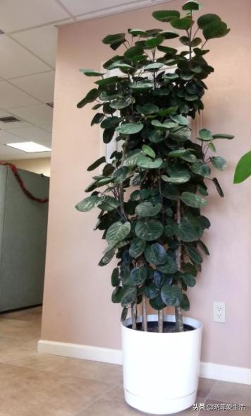 好养又寓意好的室内花,室内好养的对身体好花有几种